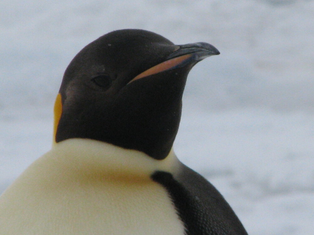 2010-11 An Emperor penguin visits Cape Evans