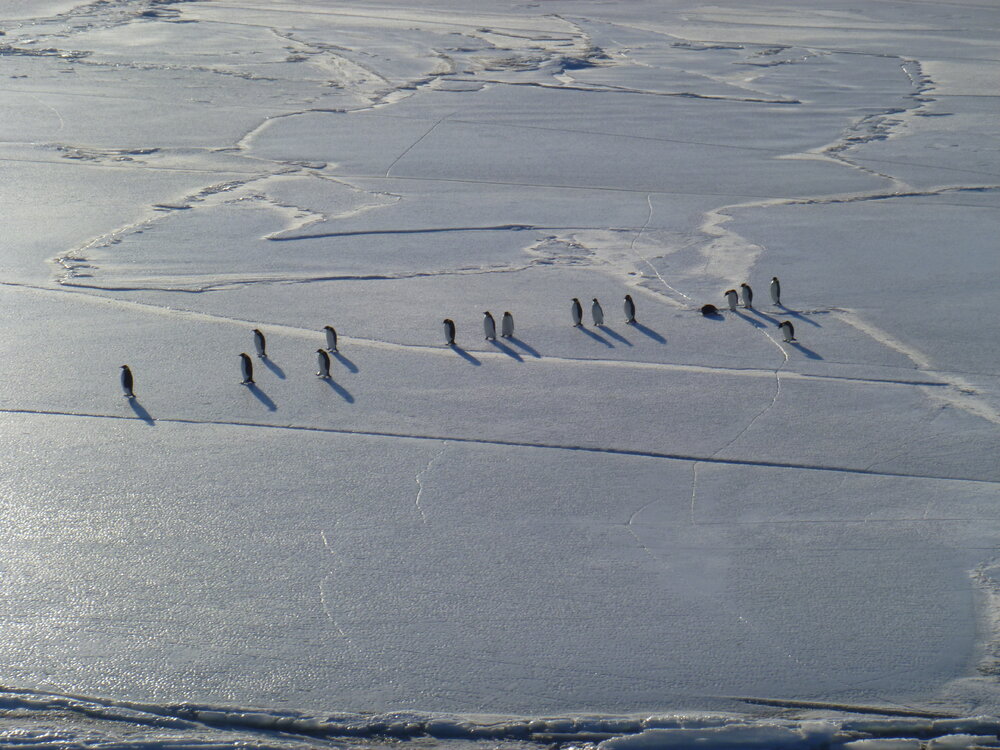 2010-11 Emperor penguins walk on ice