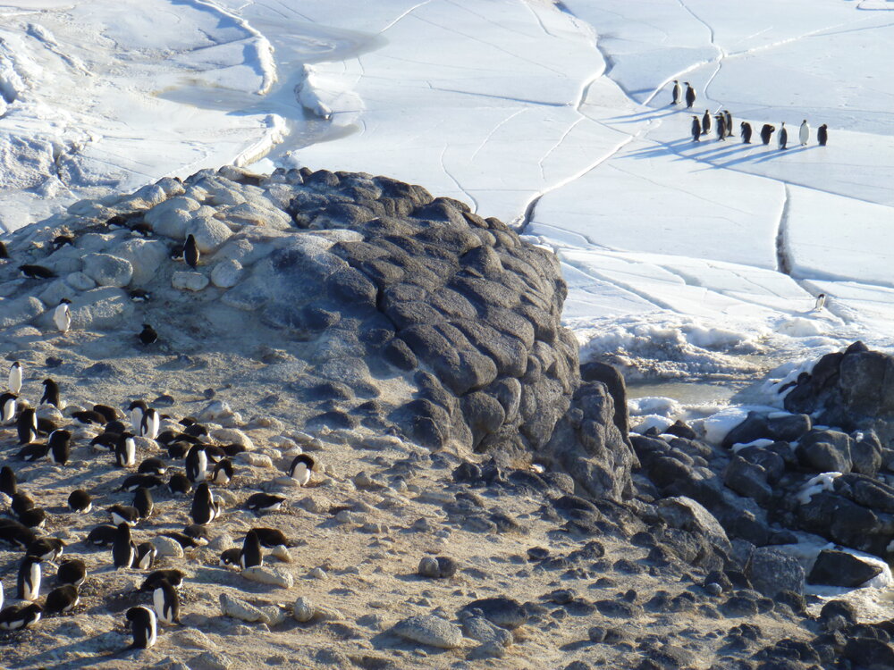 2010-11 Adelie and Emperor penguins