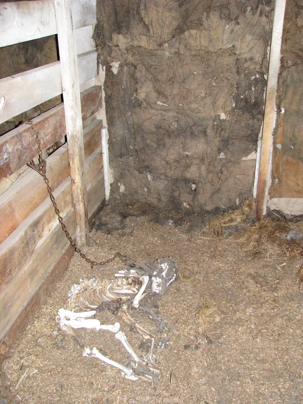 2010-11 Dog skeleton inside the Stables, Cape Evans