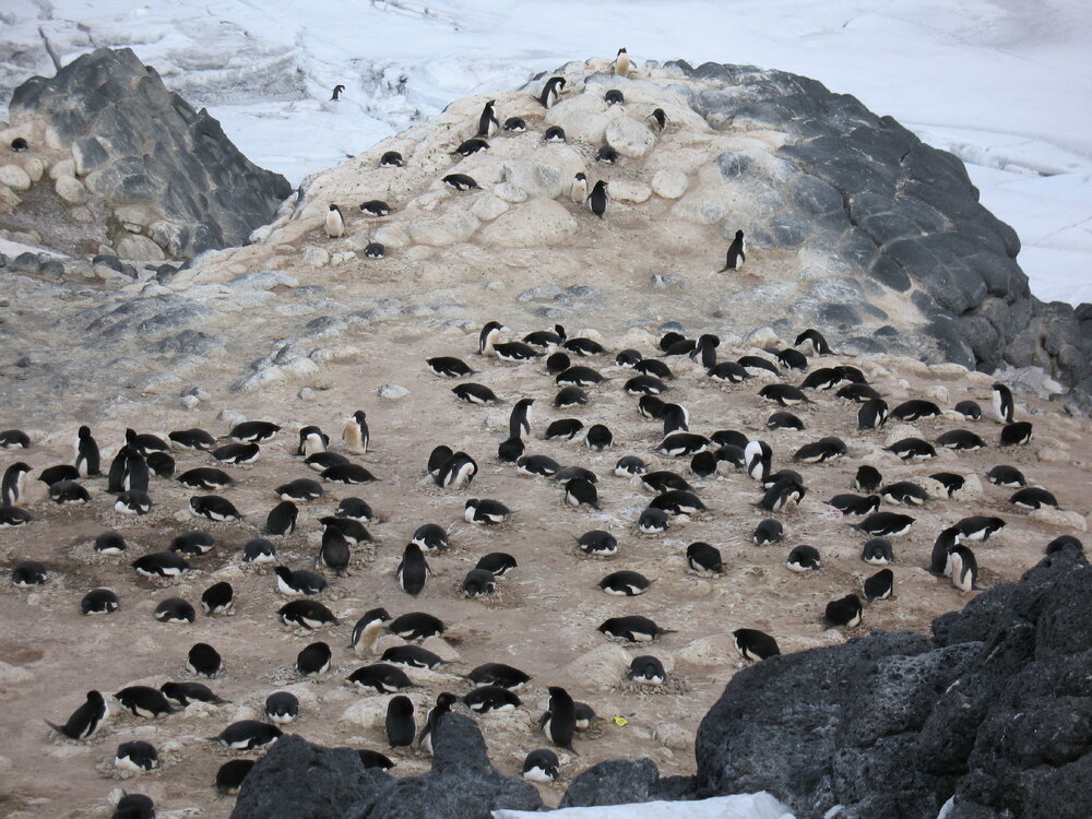 Ad&eacute;lie penguin colony, Cape Royds (001)