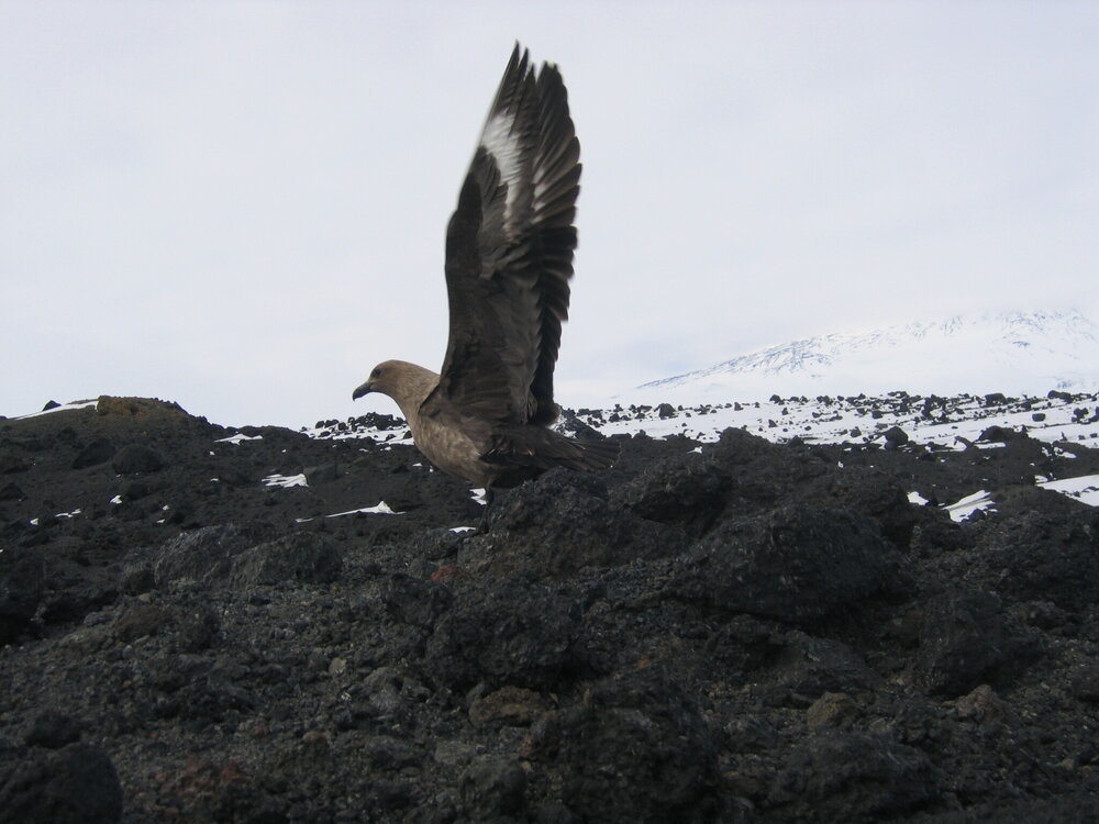 Skua with extended wings