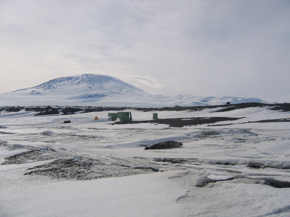 Weddell seal, Wannigans and Mount Erebus