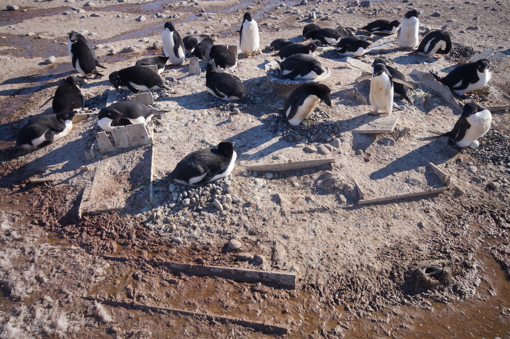 2015-16 Wooden box remnants, Cape Adare (008)