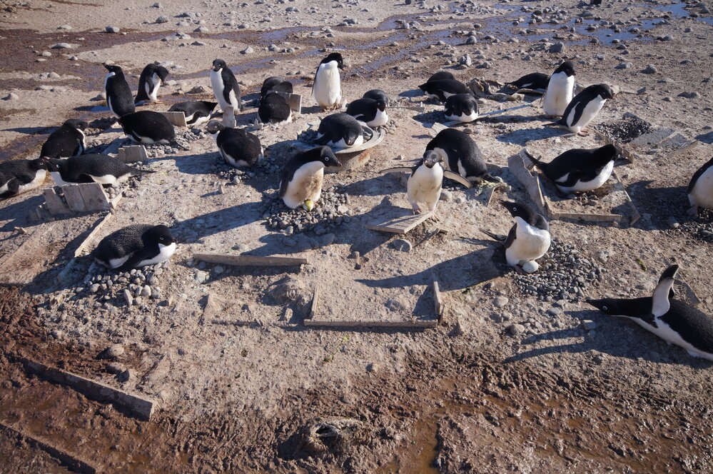 2015-16 Wooden box remnants, Cape Adare (009)