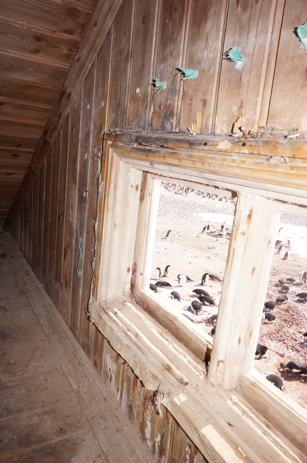 2015-16 Loft window, Borchgrevink's Living hut (014)