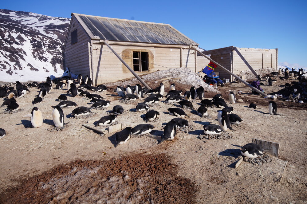 2015-16 Borchgrevink's Living hut and Ad&eacute;lie penguins