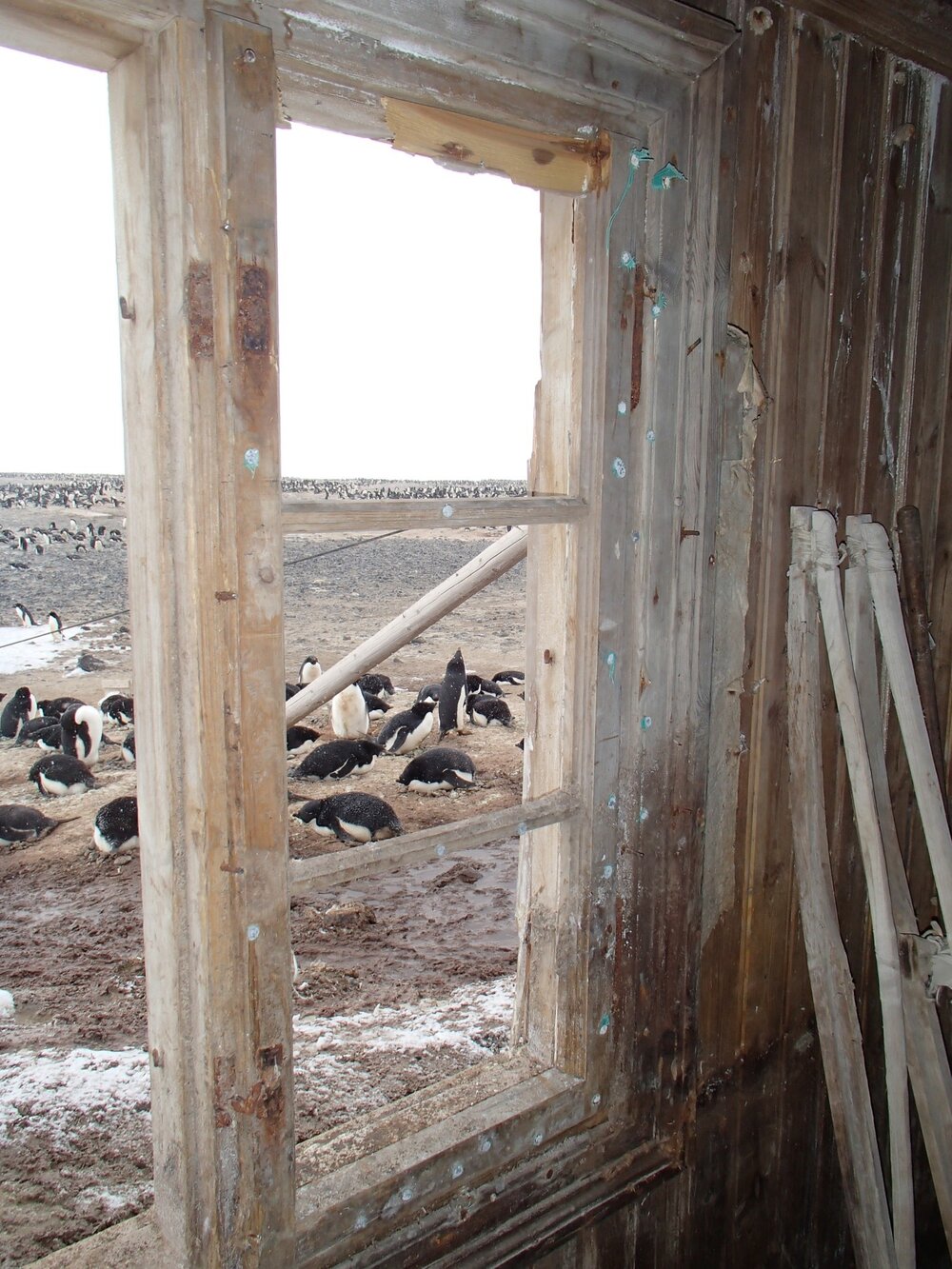 2015-16 Latch on west window, Borchgrevink's Living hut
