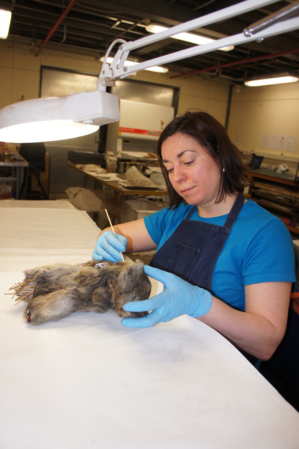 2012 AHT 'Conservators at Work' - Gretel Evans, Winter Conservation Laboratory (004)