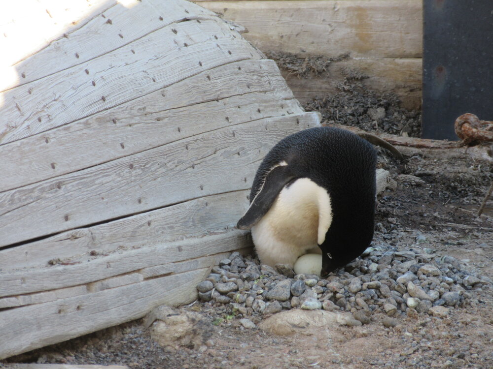 2015-16 Ad&eacute;lie penguin in Stores hut (001)