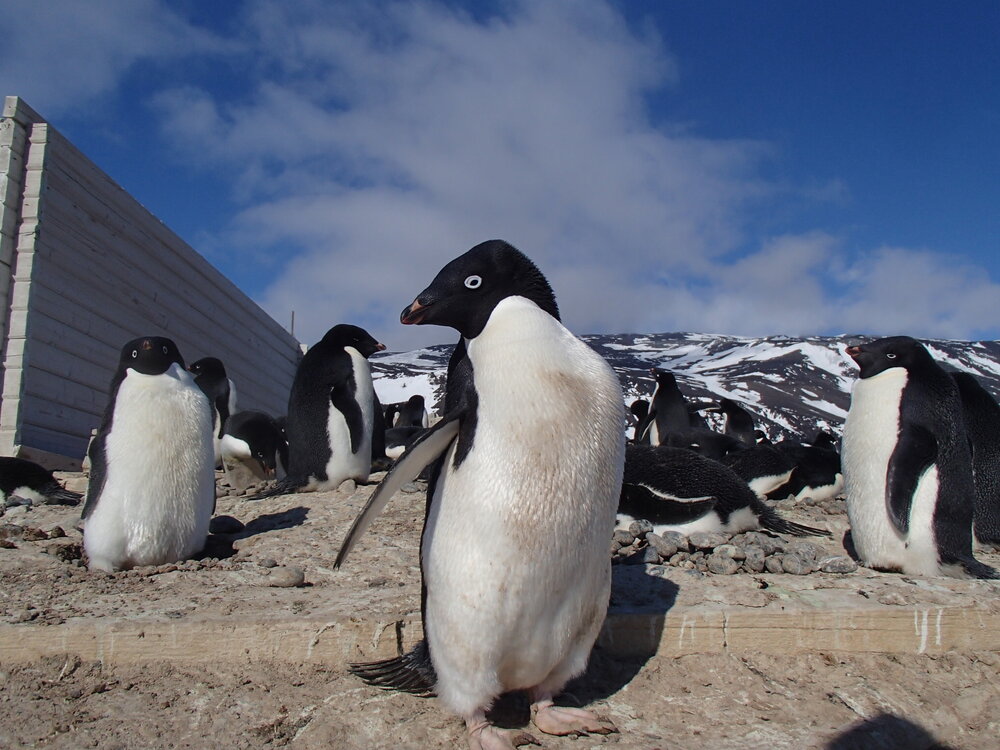 2015-16 Ad&eacute;lie penguins outside Stores hut (001)
