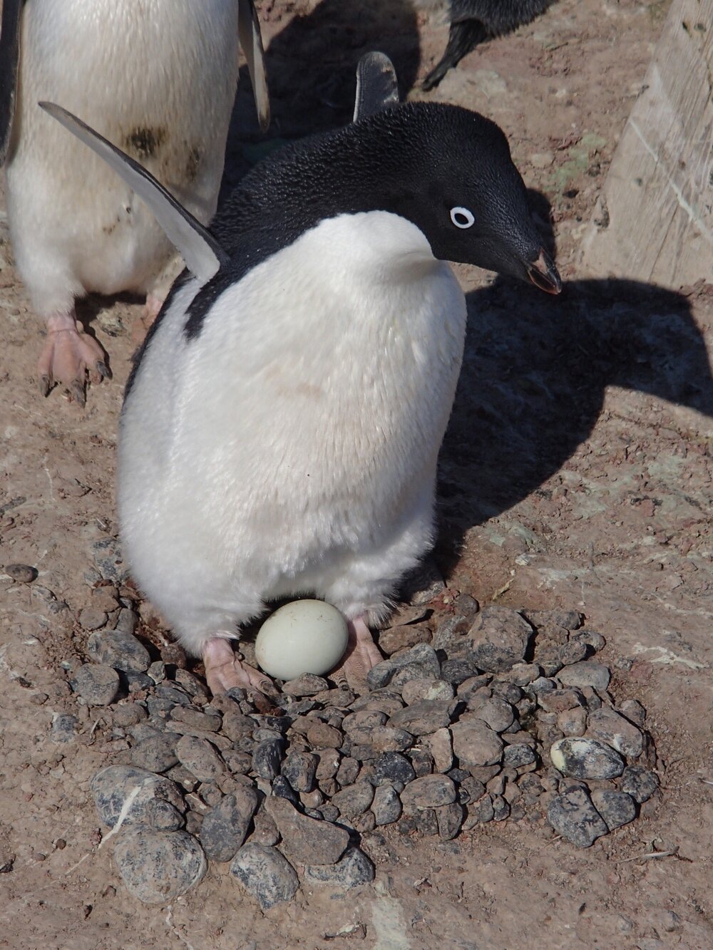 2015-16 Ad&eacute;lie penguin at Cape Adare (001)