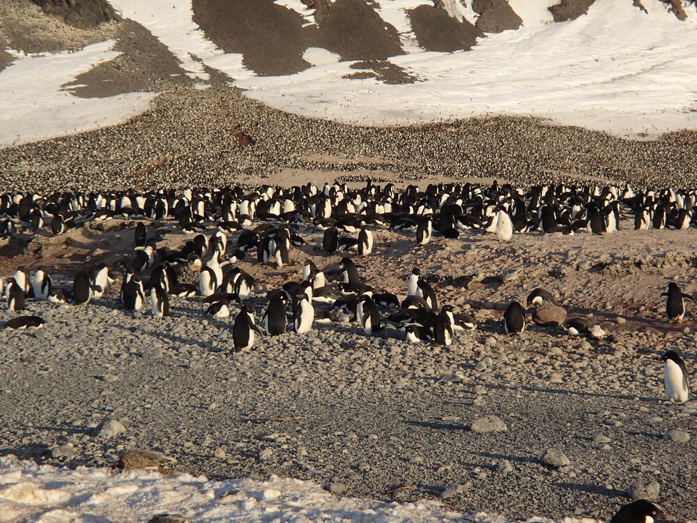 2015-16 Ad&eacute;lie penguins at Cape Adare (003)