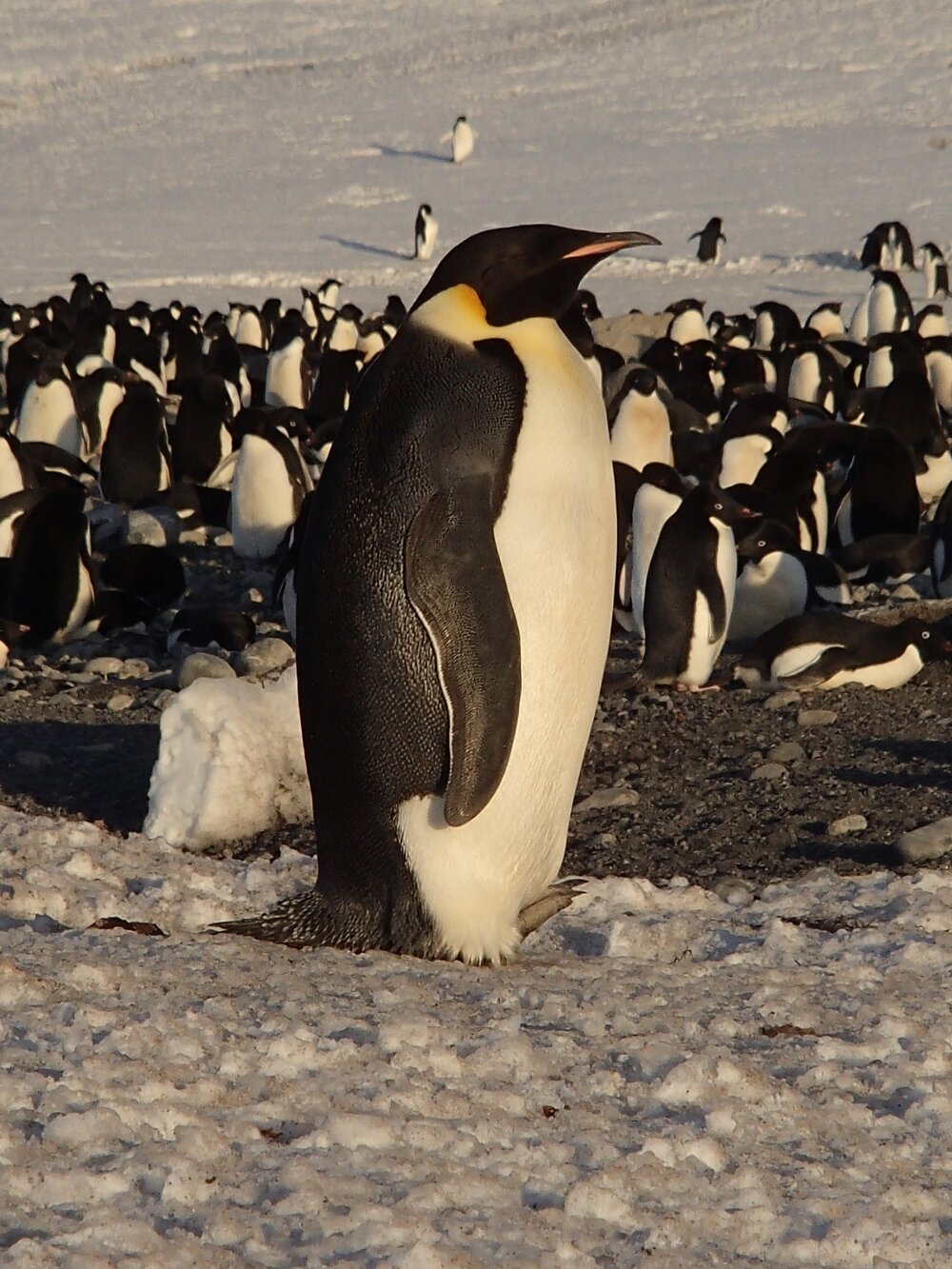 2015-16 Emperor penguin at Cape Adare