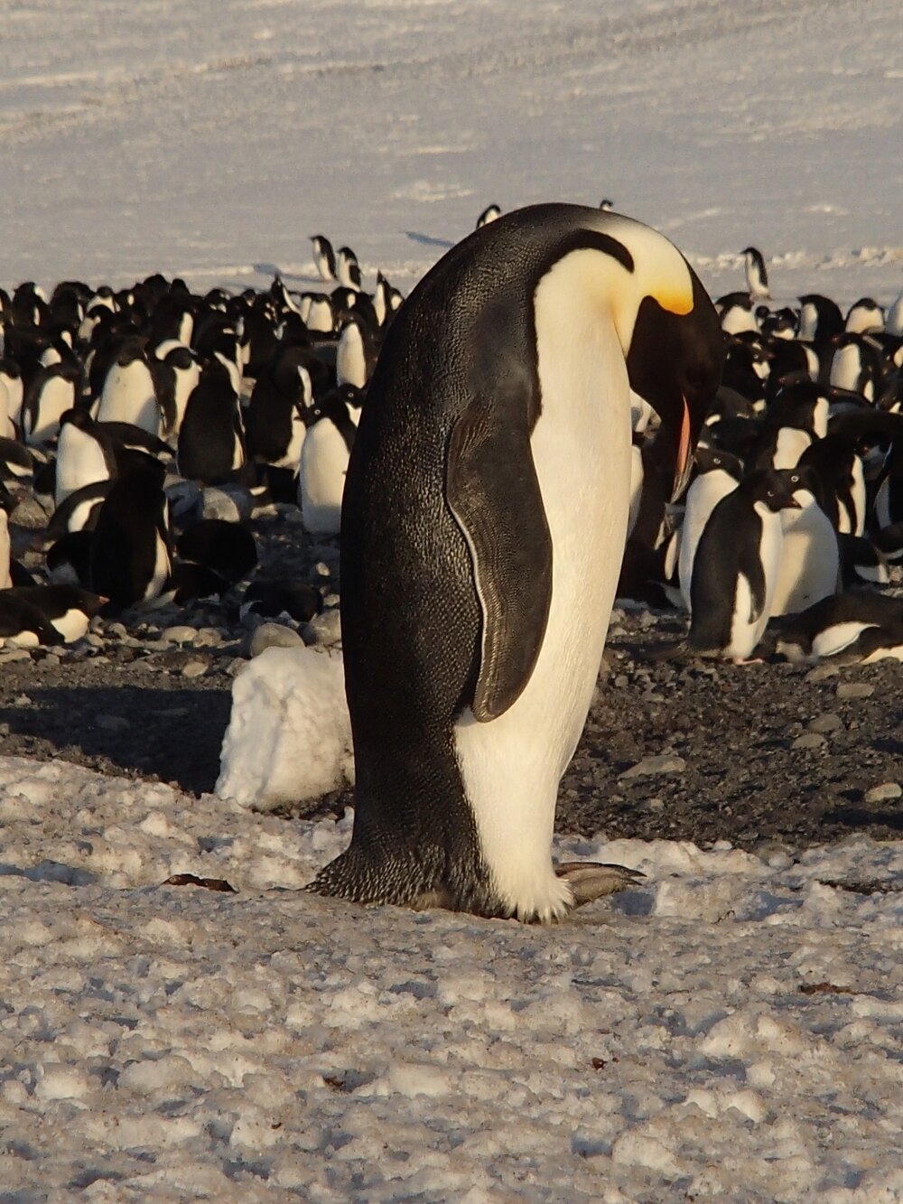 2015-16 Emperor penguin at Cape Adare (001)