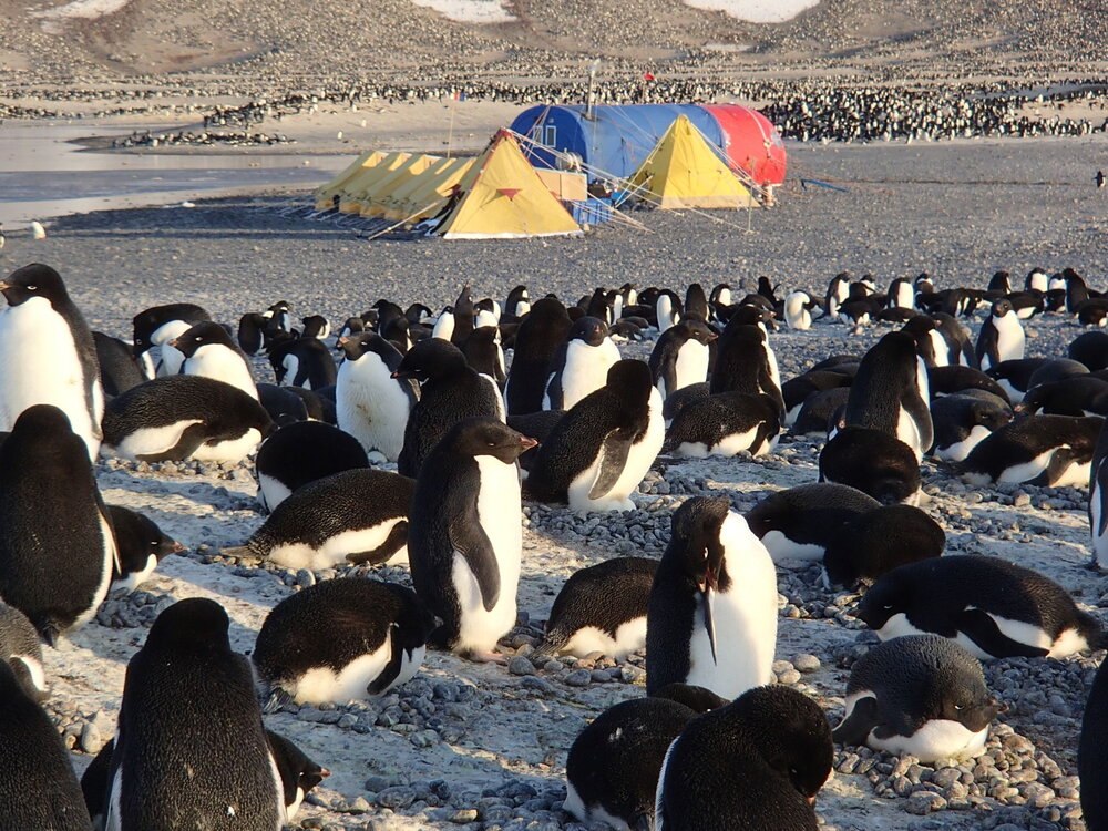 2015-16 Ad&eacute;lie penguins at Cape Adare (004)