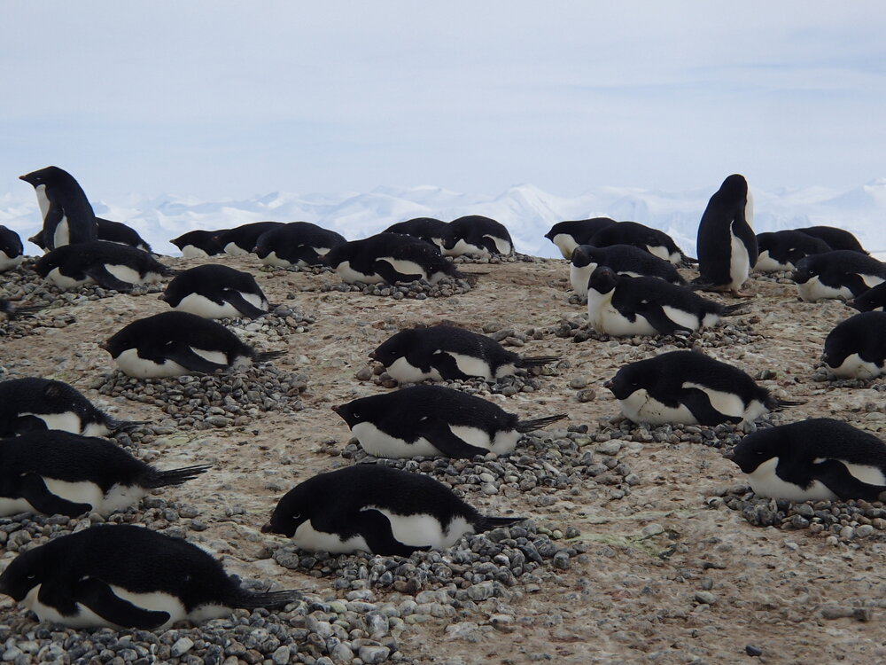 2015-16 Ad&eacute;lie penguins at Cape Adare (008)