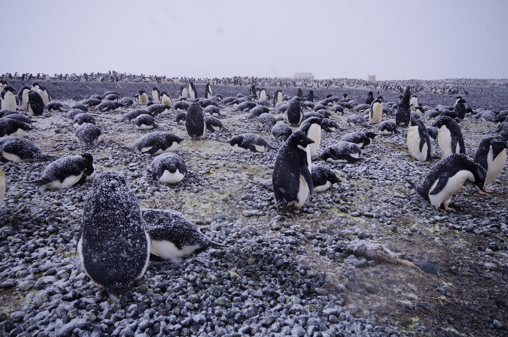2015-16 Ad&eacute;lie penguins at Cape Adare (009)