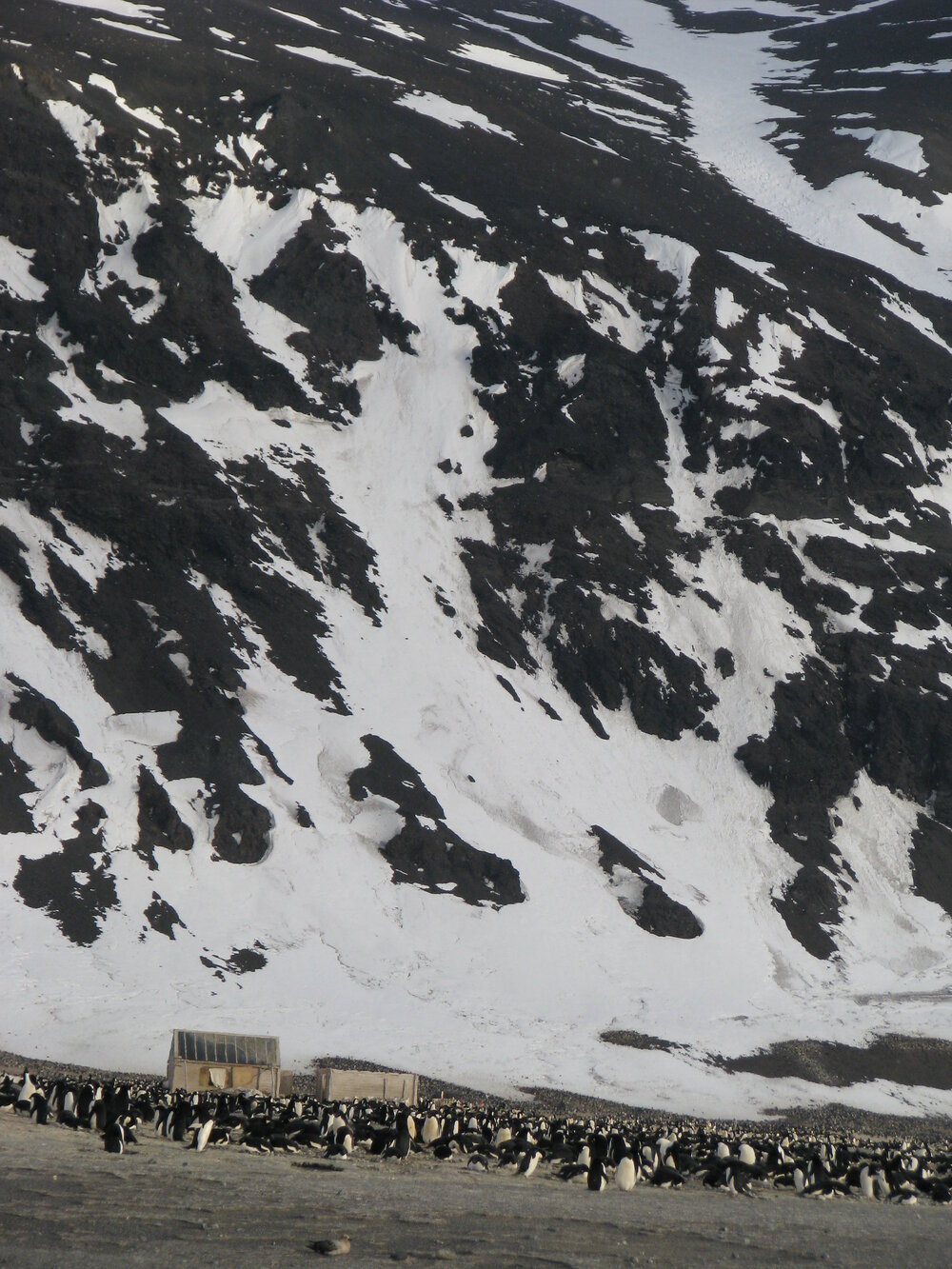 2015-16 Ad&eacute;lie penguins at Cape Adare (011)