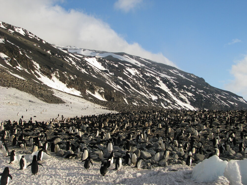 2015-16 Ad&eacute;lie penguins at Cape Adare (015)
