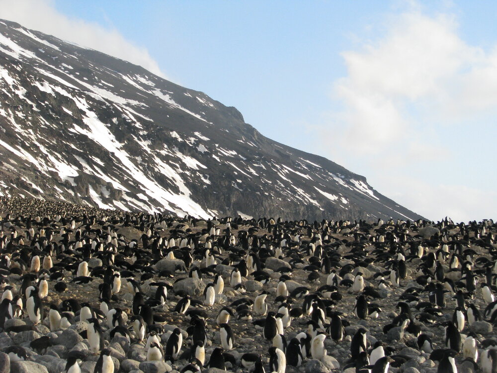2015-16 Ad&eacute;lie penguins at Cape Adare (016)