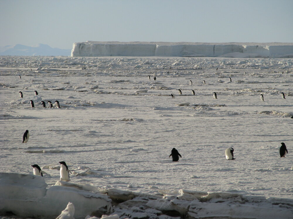 2015-16 Ad&eacute;lie penguins at Cape Adare (018)