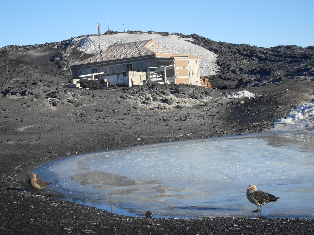 2010-11 Two Skua in water to the North-West of Shackleton's 'Nimrod' hut