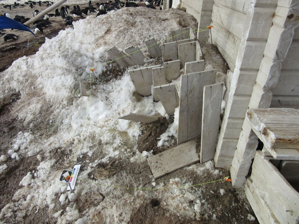 Ice excavation trial, Cape Adare 2015-16 