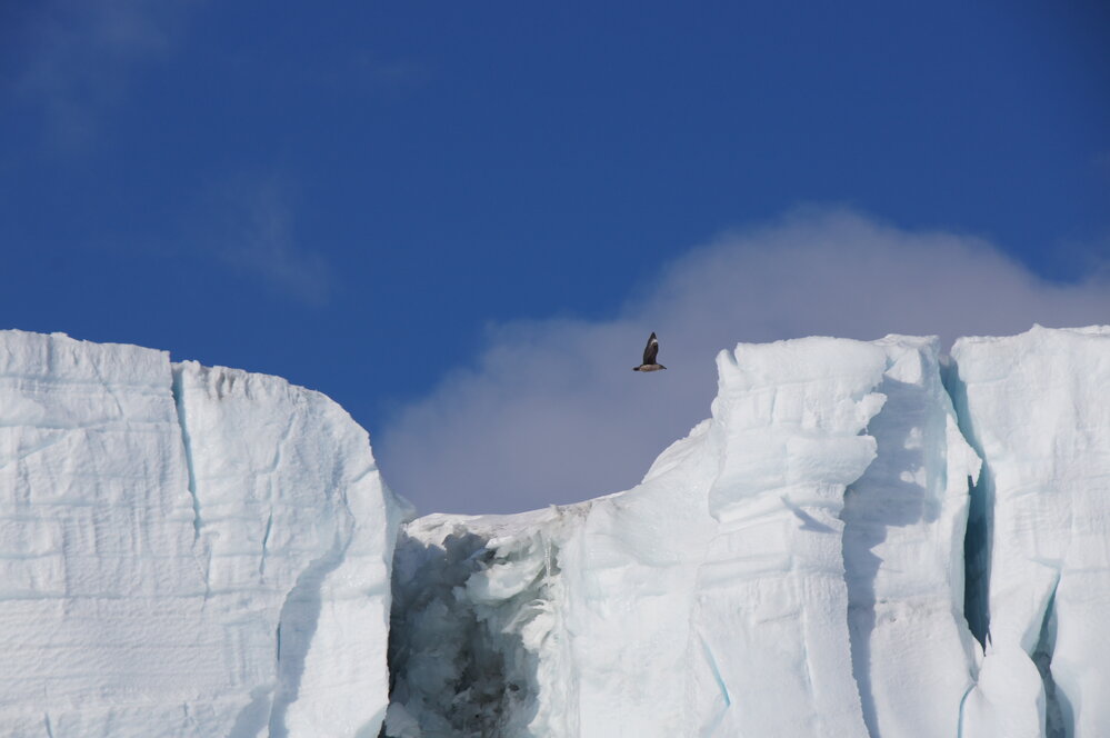 Barne Glacier and Skua