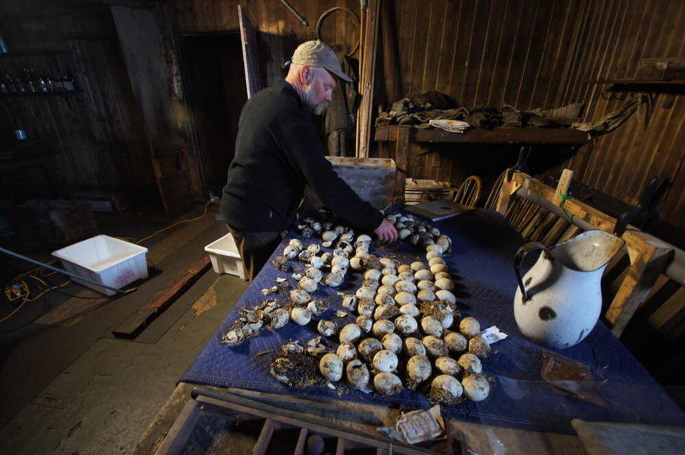 Al Fastier and Ad&eacute;lie penguin eggs