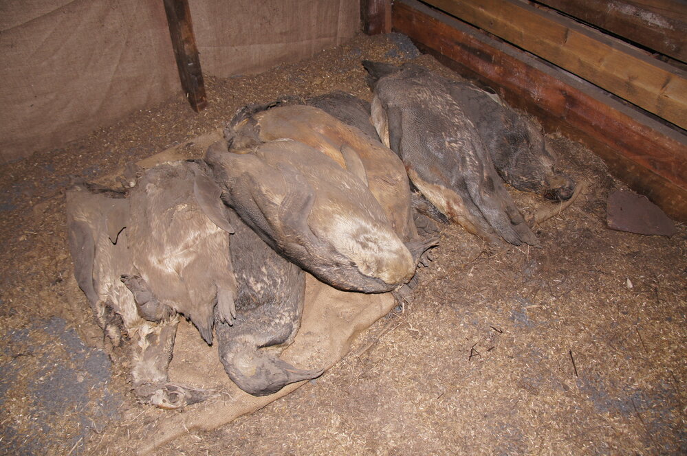 Penguin carcases in Scott's 'Terra Nova' hut