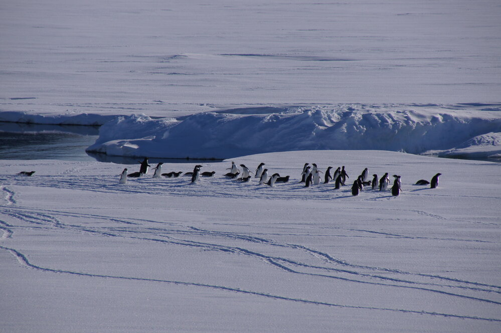 Ad&eacute;lie penguins (003)
