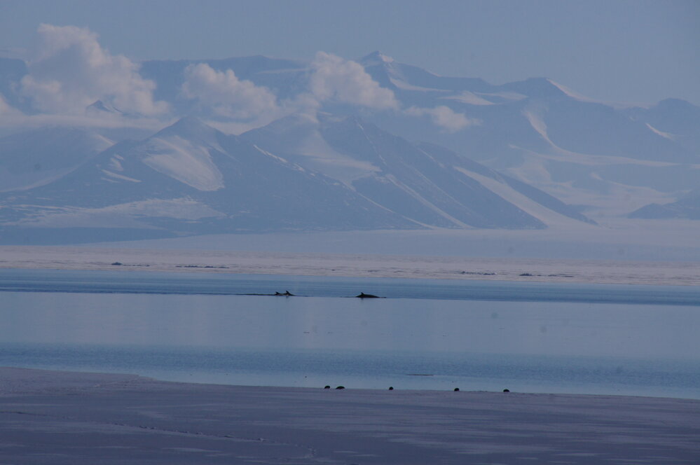 Whales in the bay (001)