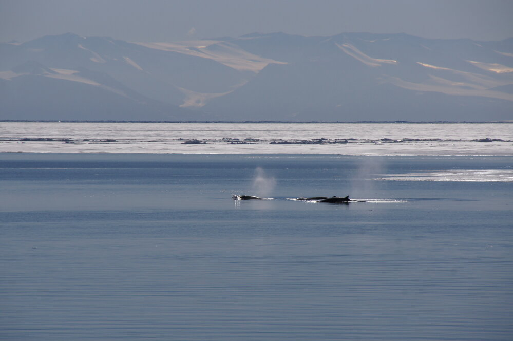 Whales in the bay (003)