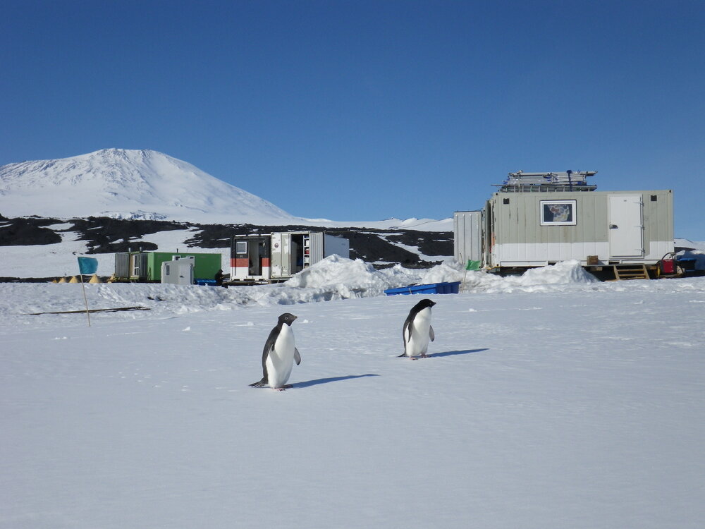 Ad&eacute;lie penguins at Cape Evans 