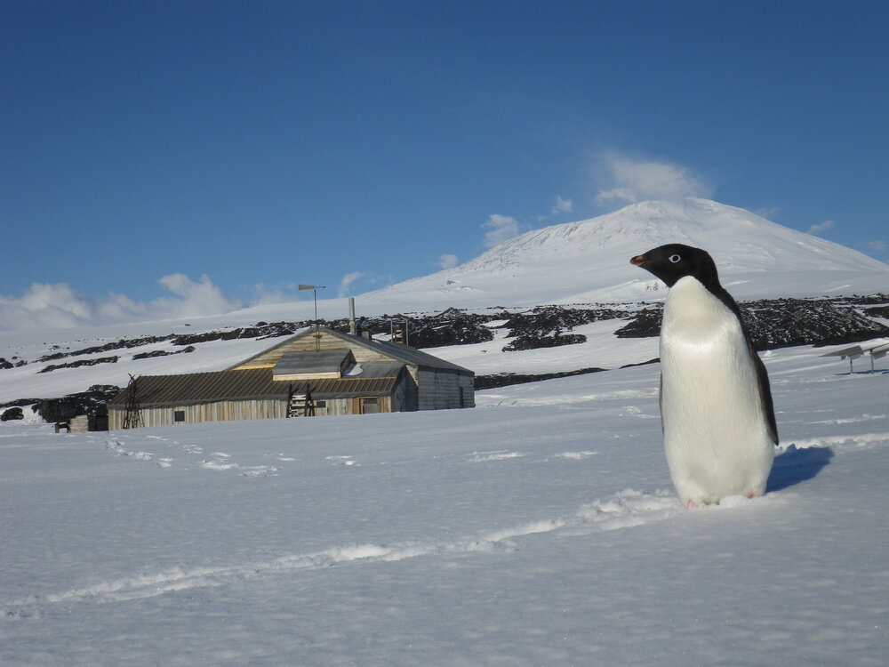Ad&eacute;lie penguin and Scott's 'Terra Nova' hut