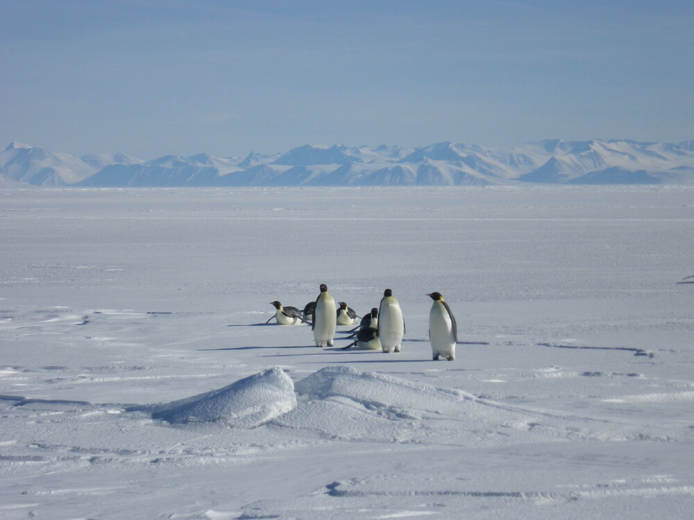 Emperor penguins