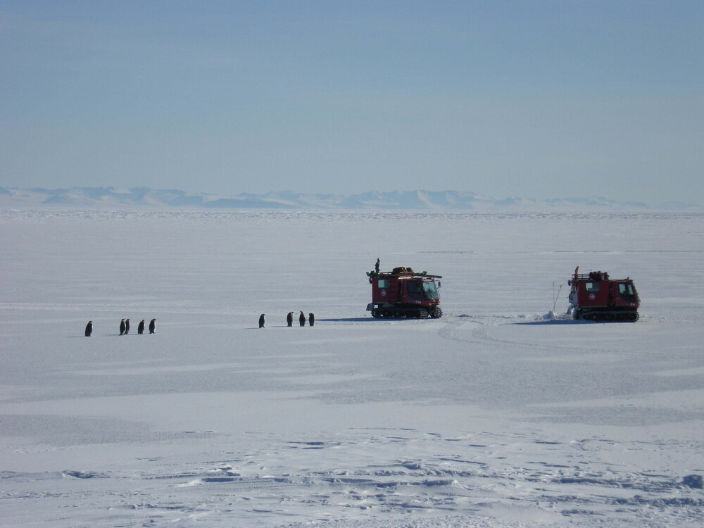 Emperor penguins and H&auml;gglunds&nbsp;