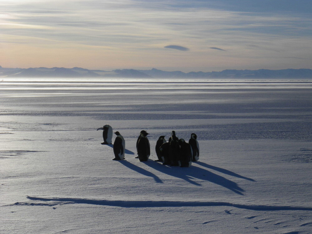 Emperor penguins (003)