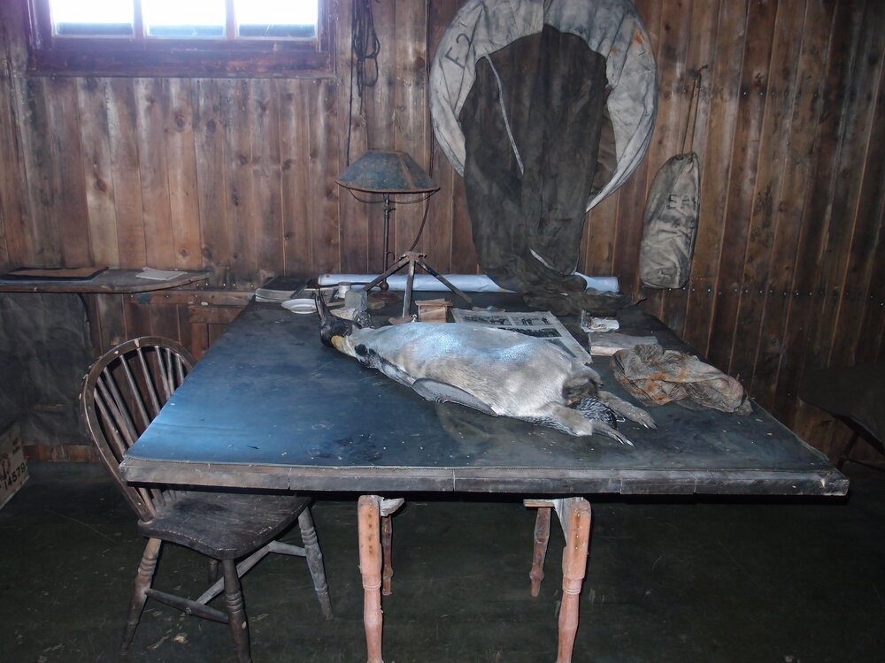 Taxidermied penguin and artefacts on chart table (001)