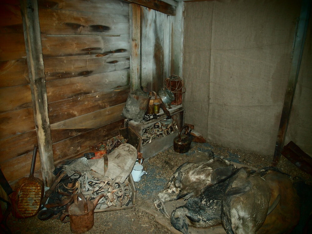 Penguin carcasses and artefacts at Scott's 'Terra Nova' hut (002)