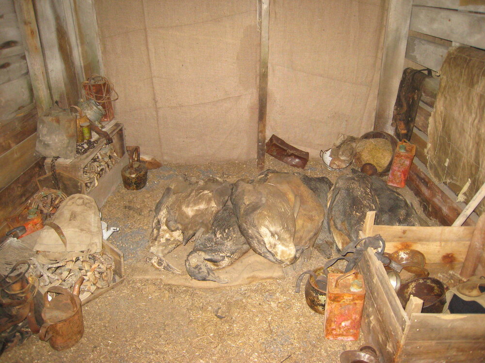 Penguin carcasses and artefacts at Scott's 'Terra Nova' hut (003)