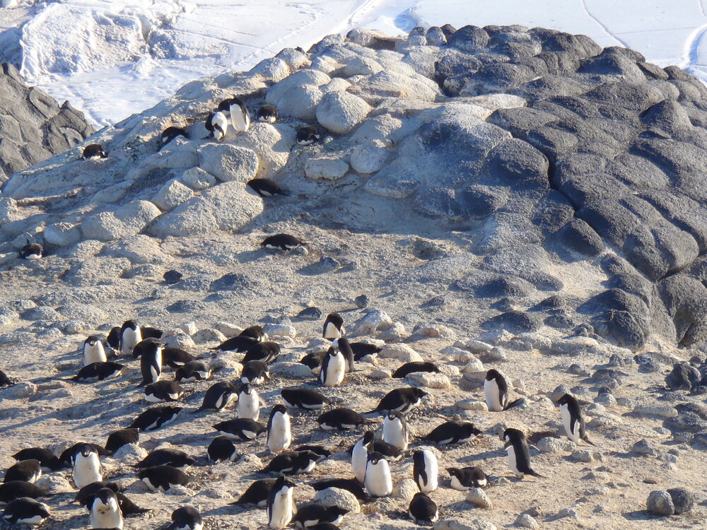 2010-11 Ad&eacute;lie penguin colony at Cape Royds