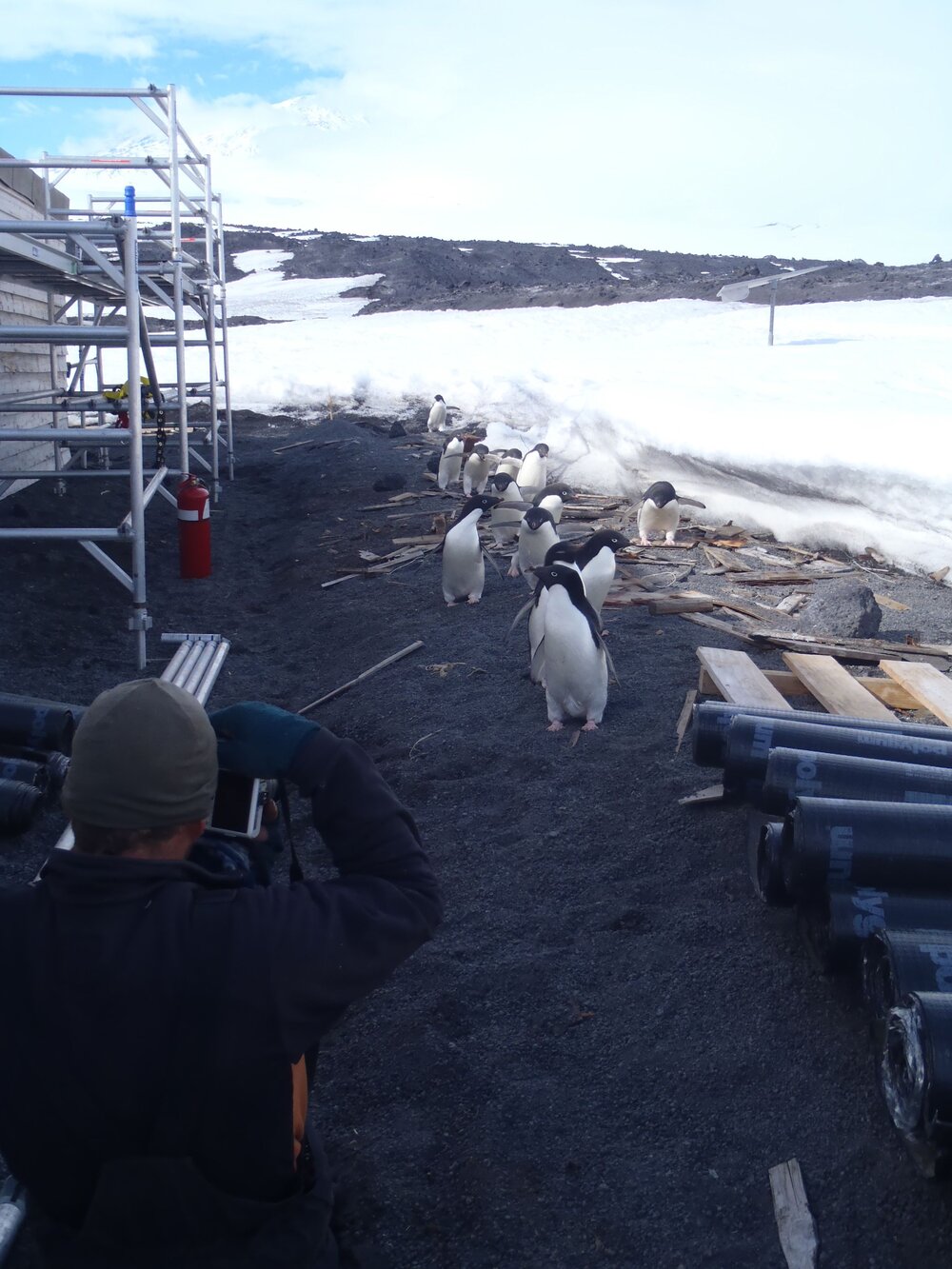 2010-11 A group of Ad&eacute;lie penguins outside Scott's 'Terra Nova' hut