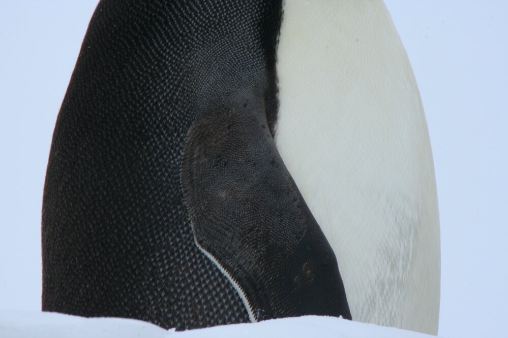 2010-11 Emperor penguin's feathers at Cape Evans