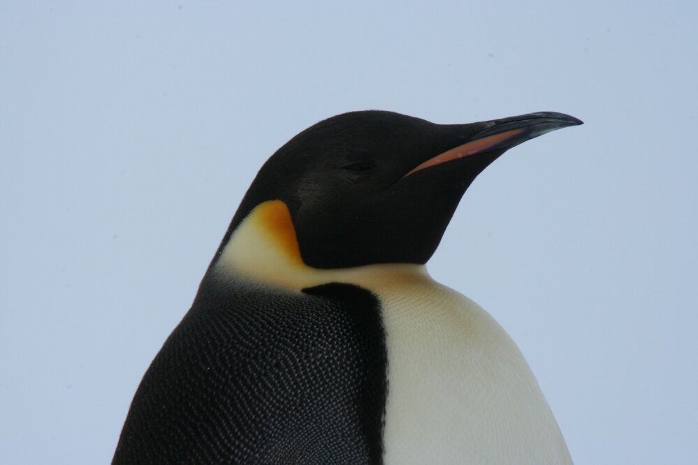 2010-11 An Emperor penguin at Cape Evans