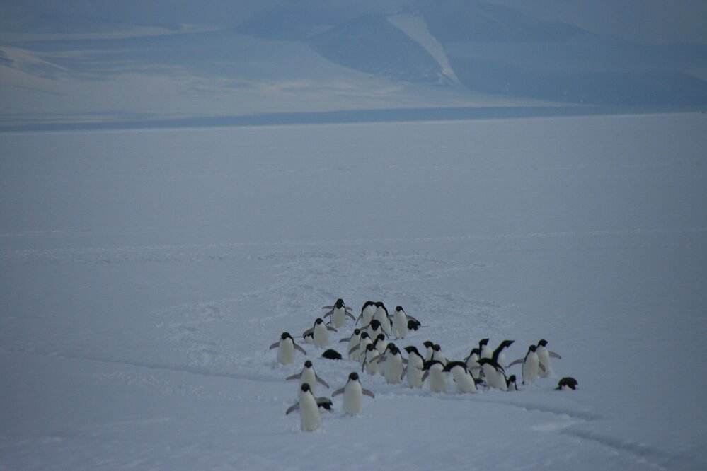 2010-11 A group of Ad&eacute;lie penguins