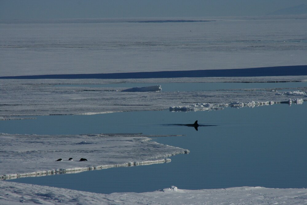 2010-11 A Whale fin in the water