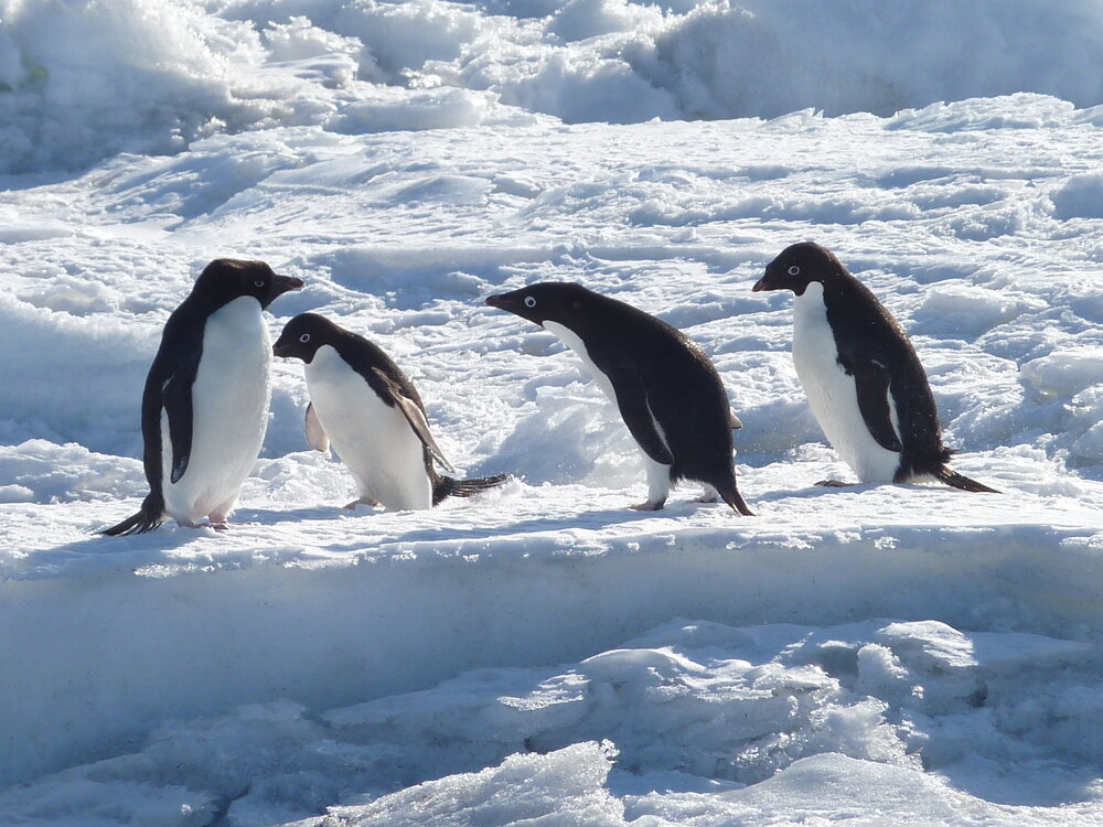 2010-11 Four Ad&eacute;lie penguins