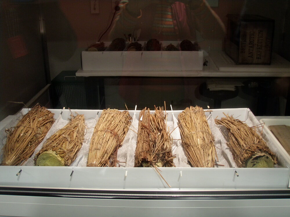 2010 Shackleton Whisky on display inside the Canterbury Museum